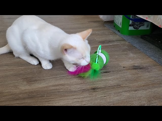 Cats vs Motion Activated Toy Mouse - Interactive Cat Toy - YouTube