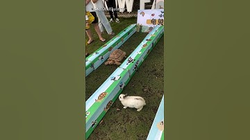 Cuộc thi giữa rùa và thỏ ngoài đời thực #shorts