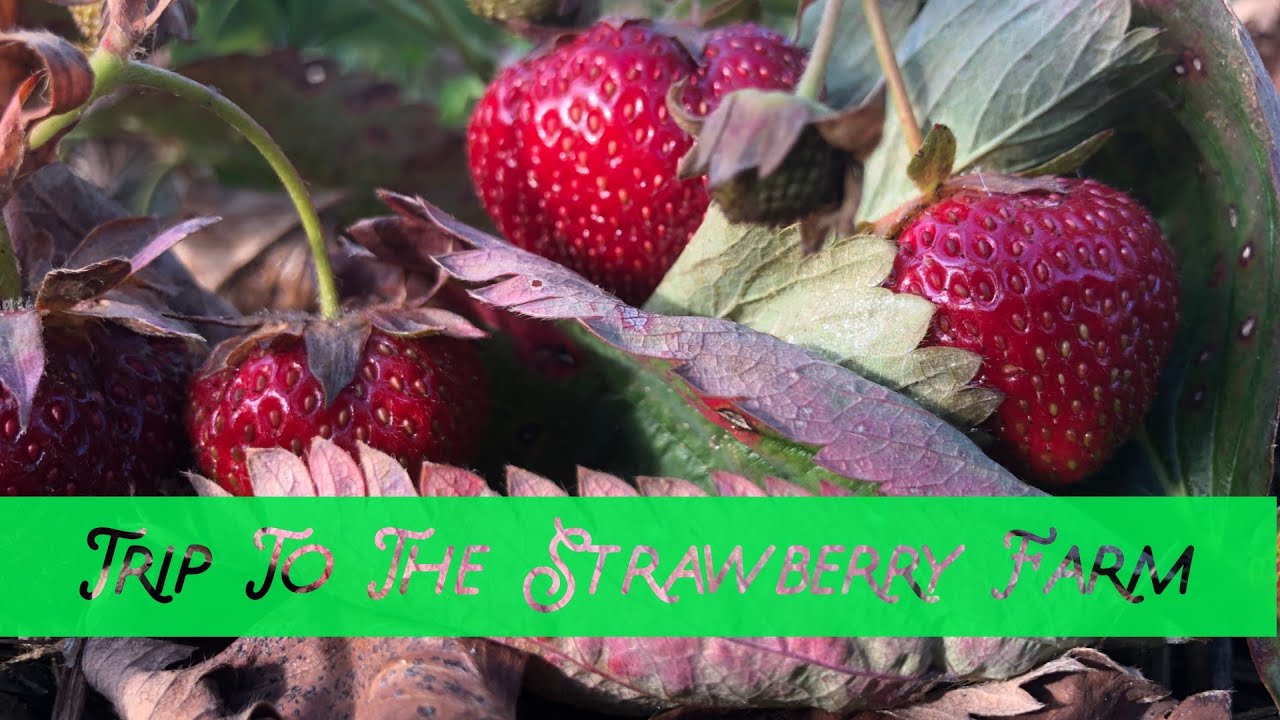 Trip to the Strawberry Farm in Michigan ALL_in_Cooking YouTube