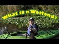 What's a Wetland? Why are wetland ecosystems important? Swamps vs. marshes vs. bogs