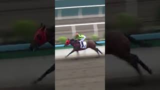 14 | FOREMOST TEDDY | K Teetan | #KTeetan #Teetan #Horse #Racing #Sport #Results #賽馬結果 #马會 #油管 #赛马结果