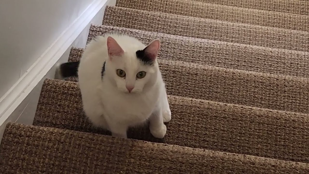 Tiring Punkin out with the Stair Spring Chase game!