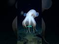 Is This The Cutest Octopus 🐙  | #shorts #octopus