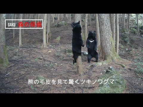 【天然野生熊】月の輪熊の毛皮