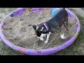 How to keep your dog from digging up the yard.