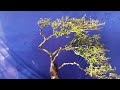 (Đx))3M84 gl cây cẩm thị 400k lh0707713796khuongbonsai