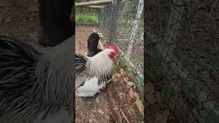 Show Those Girls What You Got