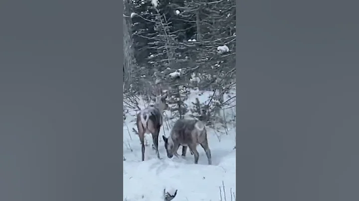 #youtubeshorts #shorts  #mountains #alberta   #nature #beautiful #canada