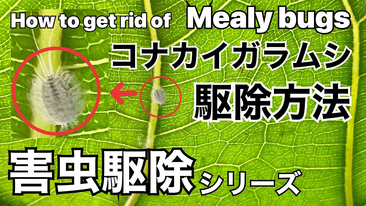 害虫駆除 コナカイガラムシの駆除方法 How To Get Rid Of Mealy Bugs ライムポトス フィカス リラータ 観葉植物 Youtube