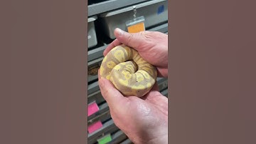 Banana Chocolate Het Clown Het Hypo #ballpythonmorphs