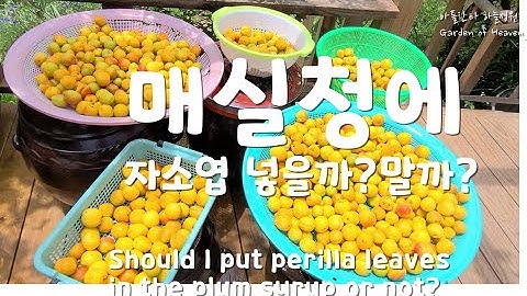 매실청에 자소엽 넣을까?말까?