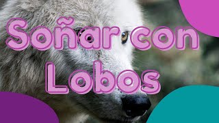 Qué significa Soñar con Lobos 😴🐺- Significado de los sueños