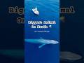 The largest animal on Earth is a true wonder. 💙 #bluewhales #whale #ocean #marinelife #shorts