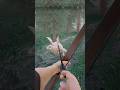 They are indeed different now 🤪 | Bunny Hurling
