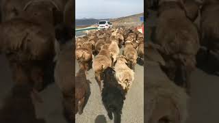 Sheep Walk Like Cat Walk