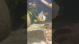 Bolivian Ram Eggs Day Two!