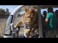 Lion Gets Way Too Close to Tourists on Safari