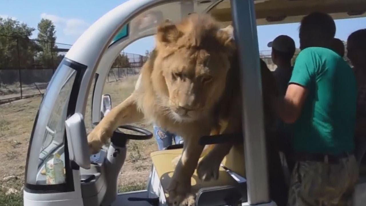 lion gets in safari car