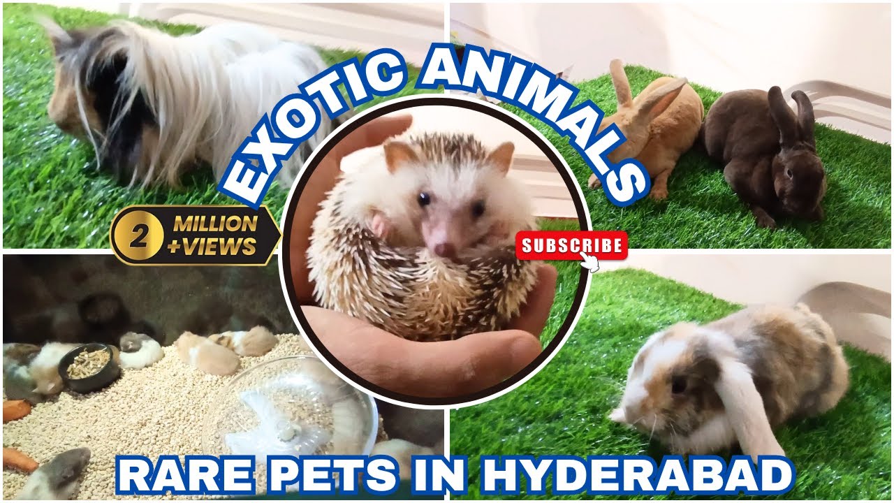 RARE PETS IN HYDERABAD || EXOTIC ANIMALS ||Hamsters, Rabbits, Hedgehogs & more 
