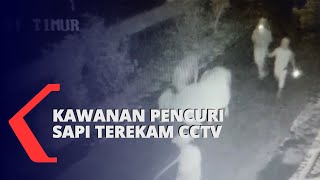 Kawanan Pencuri Sapi Terekam CCTV, 2 Ekor Raib