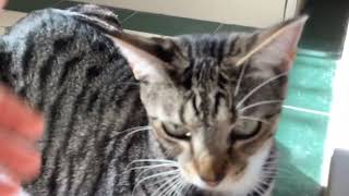 Chilling cat 11  (THE RETURN OF CHILLING CAT😊) by Just a kid! 359 views 1 month ago 27 seconds