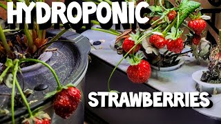 HYDROPONIC STRAWBERRIES, AEROGARDEN PART 2