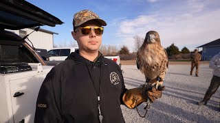 Hunting With A Hawk The Tradition Of Falconry