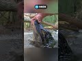 Аллигаторы замерзли в воде! #shorts