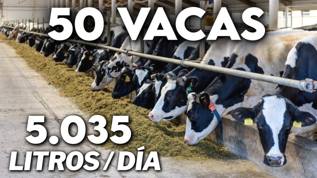 5 MIL LITROS DE LECHE AL DÍA CON 40 VACAS, SISTEMAS DE PASTOREO Y