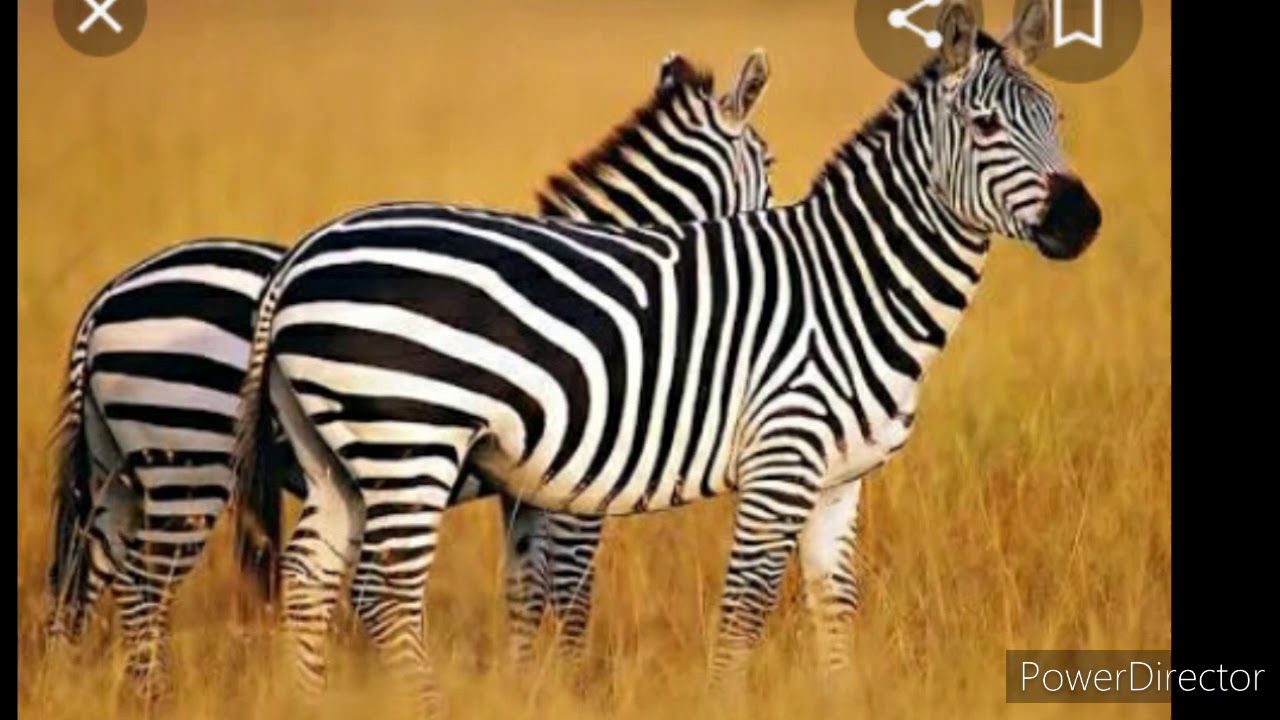 Information about wild animals 1 - YouTube