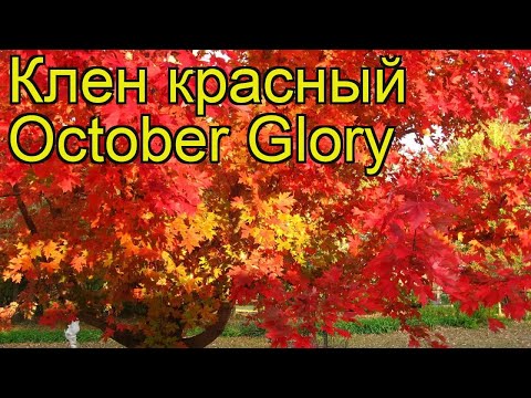 Видео: Информация о дереве October Glory - узнайте об уходе за красным кленом October Glory