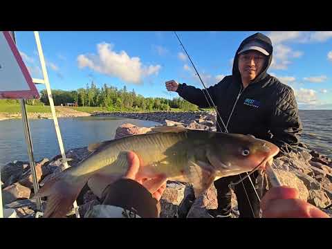 Sunrise Fishing #catfishchanel #fishing #canadalife