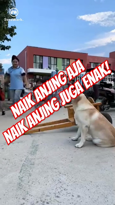 Anjing Pintar di China Menjemput Anak Pulang Sekolah Setiap Hari