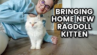 Bringing Home Our Ragdoll Kitten | new kittens first few days at home