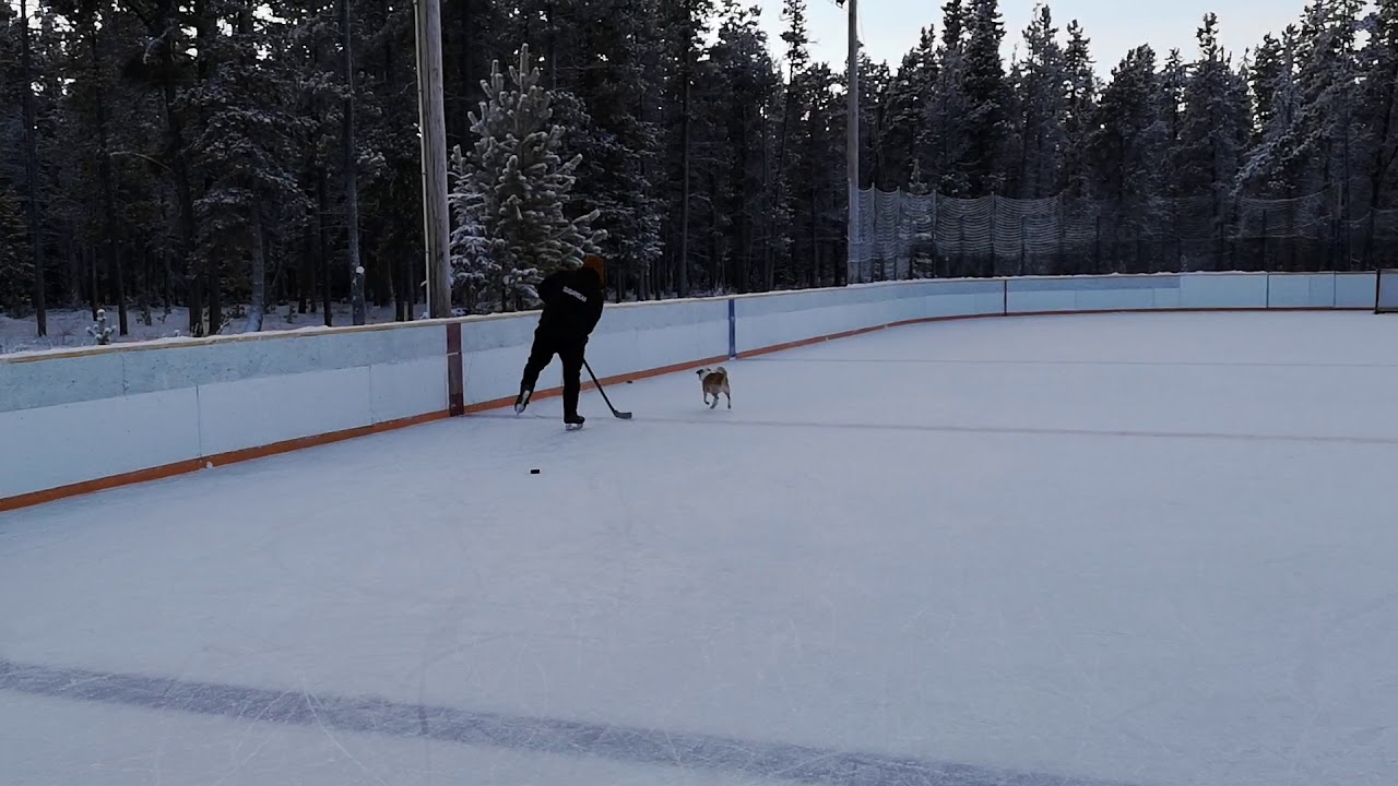 Canadian Dog Fetches Hockey Pucks YouTube