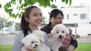 Offline chó Poodle, cách nhận biết các dòng size chó Poodle, chia sẽ kinh nghiệm về chó Poodle