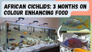 How to get African Cichlids to colour up: 3 months on colour enhancing food
