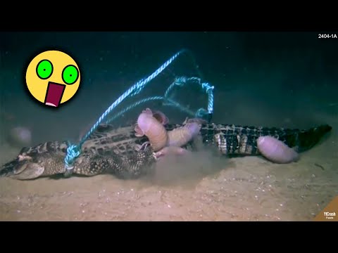 Video: Video Tersebut Difilemkan Sebagai Isopod Gergasi Yang Memakan Buaya - Pandangan Alternatif