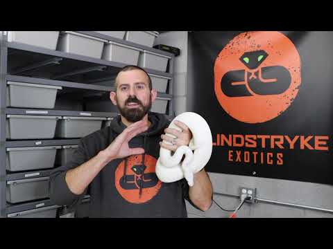 BALL PYTHON SPOTLIGHT - SNOW WHITE SNAKE - SPECIAL/LESSER/GHI