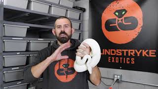 BALL PYTHON SPOTLIGHT - SNOW WHITE SNAKE - SPECIAL/LESSER/GHI