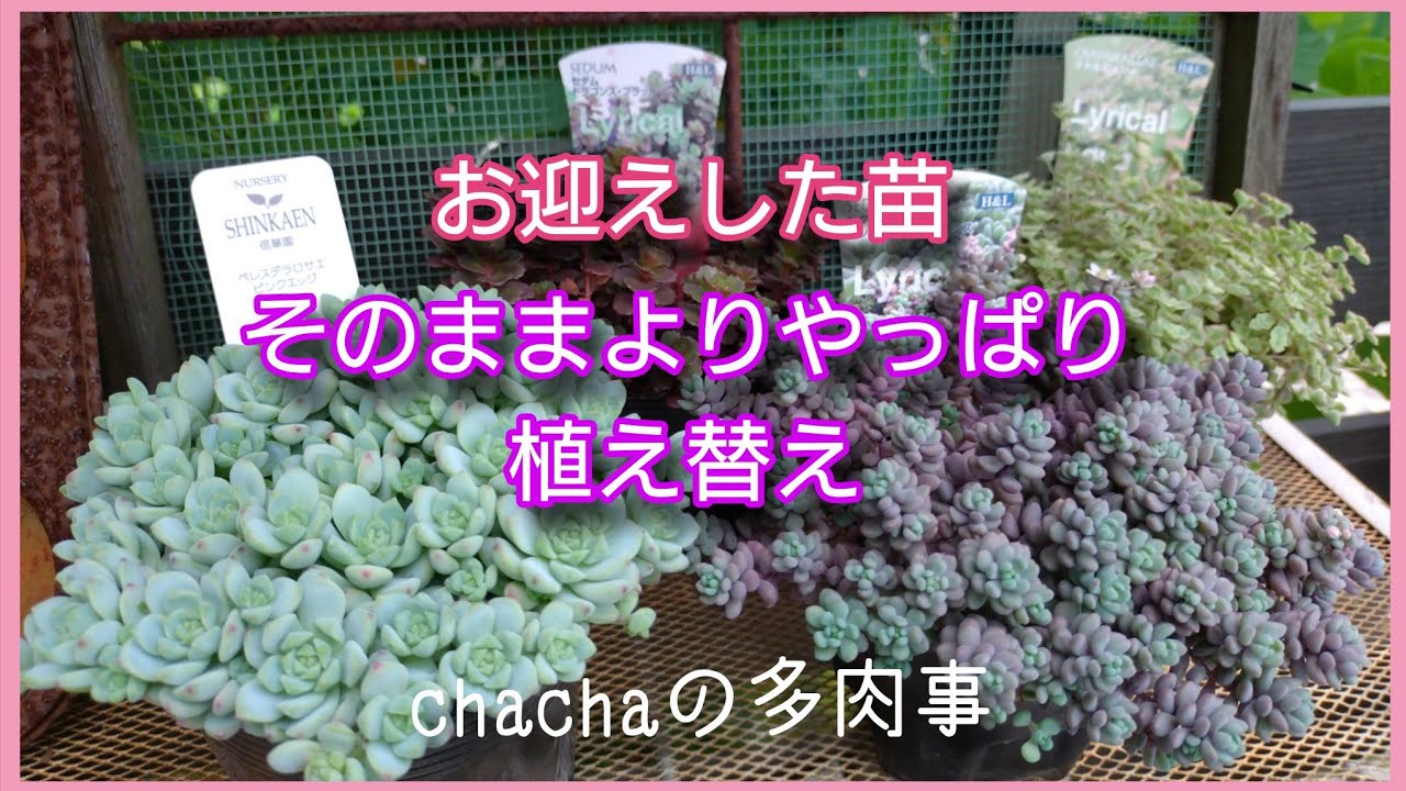 多肉植物】お迎えしたまま数ヶ月放置したセダムポット💦今からでも植え