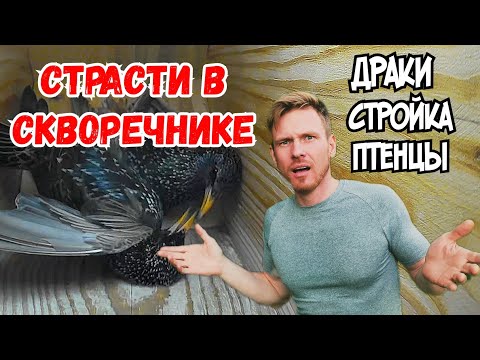 Как скворцы выводят птенцов!