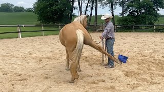 **Even Sedated** SCARED Rescue Horse REFUSES to Let Her Feet be Handled