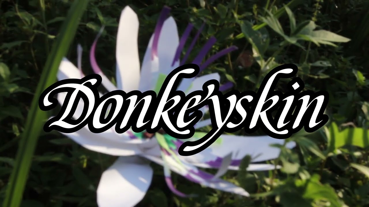 Donkeyskin (Short Film)