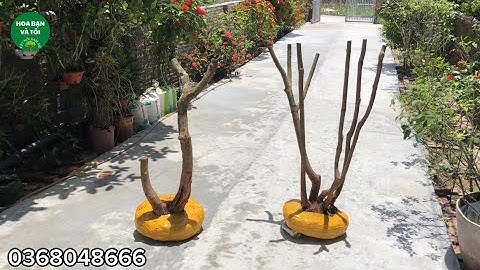 Hoa sim rừng dáng mẫu tử & bụi 5 thân