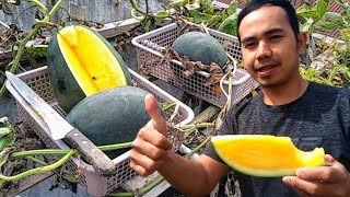 Pemula wajib tahu‼️cara menanam semangka di balkon rumah dari biji sampai panen||Plant water melon.