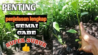 Cukup Pakai Cara ini Tanaman Cabe rawit Pasti Maksimal pertumbuhan nya