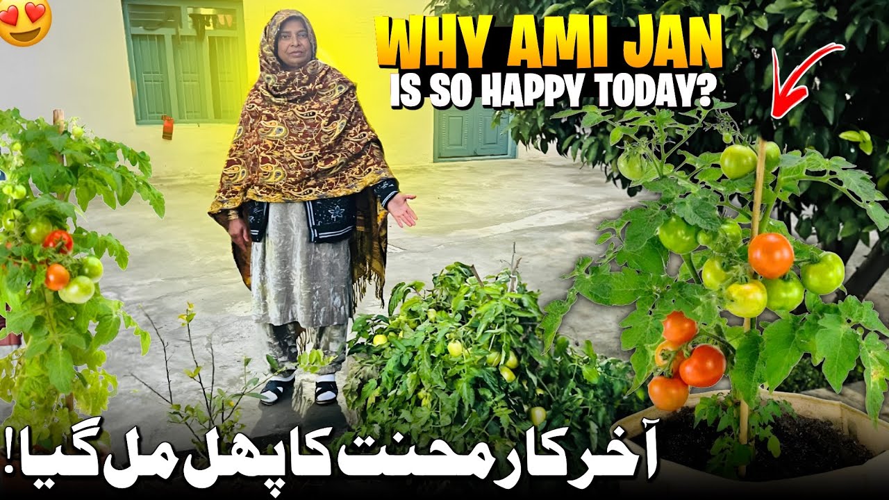 Why Ami Jan Is So Happy Today ?😍 Ami Jan Ko Mehnat Ka Phall Mil Gaya | Humare Ami Abu