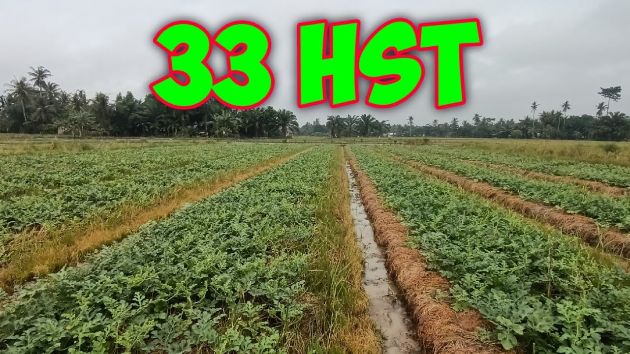 (17) PEMUPUKAN SUSULAN YANG KE 5 TANAMAN SEMANGKA