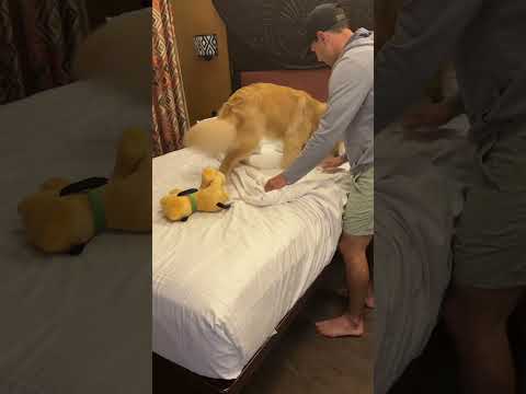 My dogs unique hotel room bedtime routine #dogsofyoutube #dog #dogs #bedtime #goldenretriever